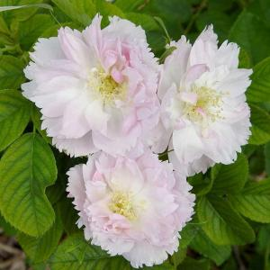 Шиповник (роза) сортовой "Fimbriata"