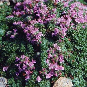 Тимьян ранний "Pseudolanuginosus"