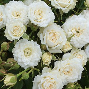 Роза "White Jem"
