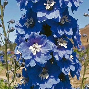 Дельфиниум "Magic Fountains Mid Blue White Bee"