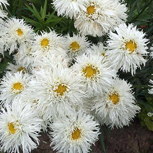 Нивяник наибольший "Crazy Daisy"