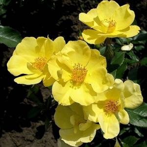 Роза "Yellow Fleurette"