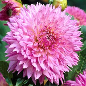 Георгина "Sakura Fubuki"