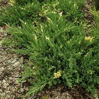 Можжевельник китайский "Expansa Variegata"