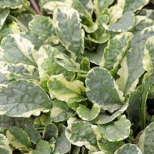 Живучка ползучая "Variegata"
