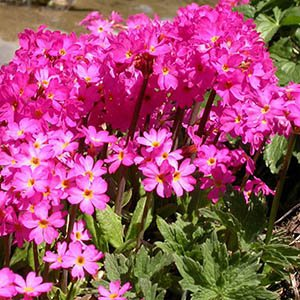 Примула розовая "Grandiflora"