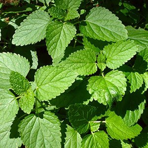 Мелисса лекарственная "Lemon Balm"