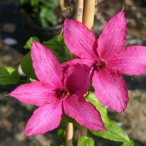 Клематис "Barbara"