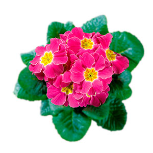 Примула "Hethor Pink"