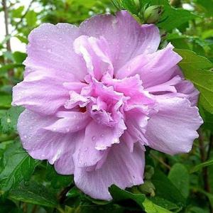 Гибискус сирийский "Ardens"