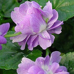 Виола (фиалка) душистая "Duchesse de Parme"