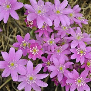 Печеночница японская "Pink Forest Hybrids"