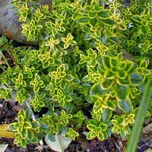 Тимьян лимоннопахнущий "Lemon Variegata"