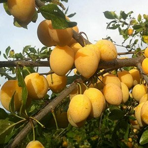 Слива "Очаковская Желтая"