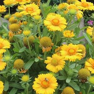 Гайлардия крупноцветковая "Mesa Yellow"