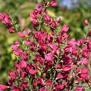 Ракитник "Boskoop Ruby"