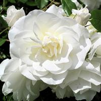 Шиповник (роза) сортовой "Blanc Double de Coubert"