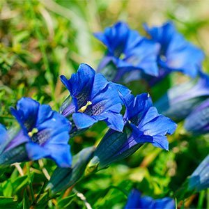 Горечавка бесстебельная "Blue Star"