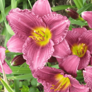 Лилейник "Purple Bicolor"
