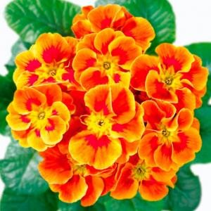 Примула "Hethor Tagetes Orange"