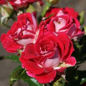 Роза "Ruby Star"