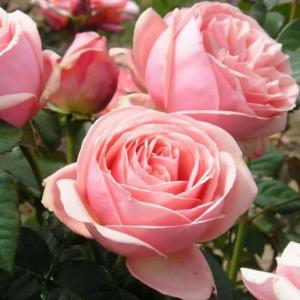 Роза "Aphrodite"