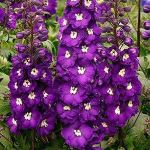 Дельфиниум "Purple Passion"
