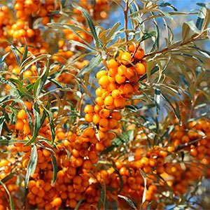 Облепиха "Frugana" (женская)