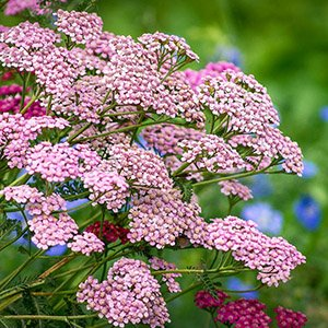 Тысячелистник обыкновенный "Pink Lady"