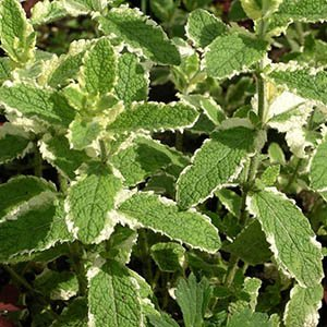 Мята душистая "Variegata"
