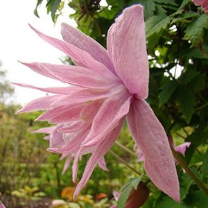 Клематис "Pink Swing"