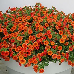 Калибрахоа "Aloha Classic Hot Orange"