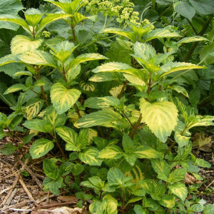 Мята имбирная (Ginger Mint)