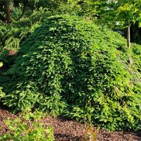 Ель обыкновенная "Procumbens"