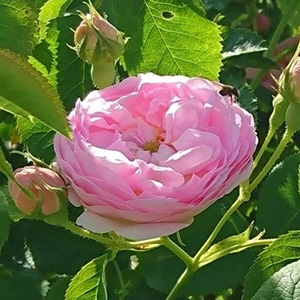 Шиповник (роза) сортовой "Small Maiden's Blush"