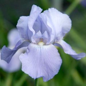 Ирис бородатый "Harbor Blue"