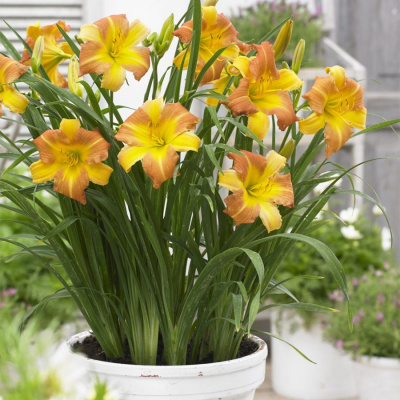 Лилейник "EveryDaylily Punch Yellow"