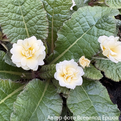 Примула "Guernsey Cream"