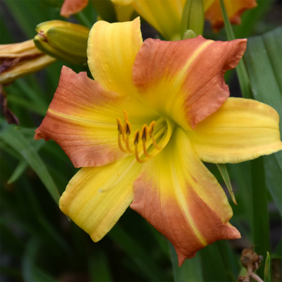 Лилейник "EveryDaylily Punch Yellow"