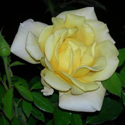 Роза "Garden Princess"