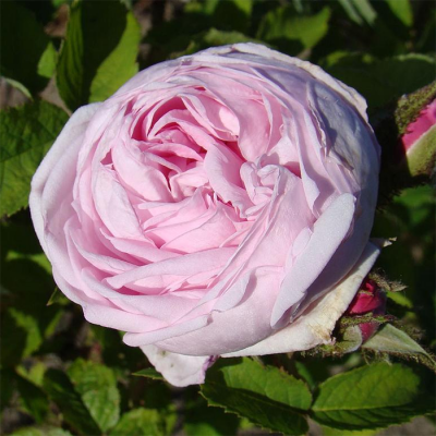 Роза "Madame Louis Leveque"