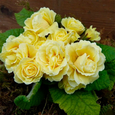 Примула "Bonheur"