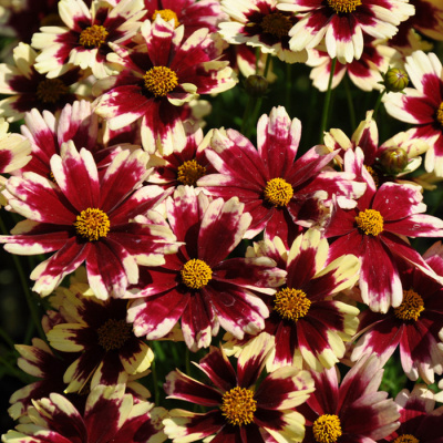 Кореопсис гибридный "Sunstar Rose"