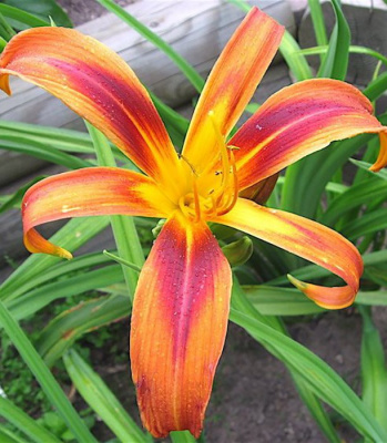 Лилейник "Tigereye Spider"