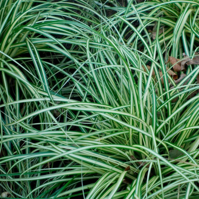 Осока птиценожковая "Variegata"