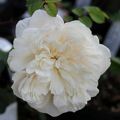 Роза "Colonial White"