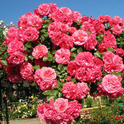 Роза "Rosarium Uetersen"