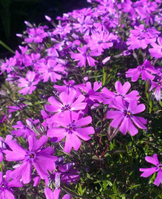 Флокс шиловидный "Spring Purple"