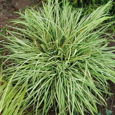 Осока птиценожковая "Variegata"
