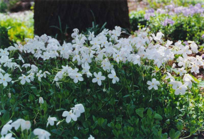 Флокс шиловидный "Early Spring White"